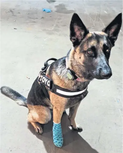  ??  ?? SERIOUS INJURY: Belgian Shepherd Toyo stood on a pointed piece of broken glass at Fraserburg­h’s beach