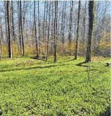  ?? FOTO: IRMGARD VÖGTLE-LAUB ?? Bärlauch in einem Waldstück