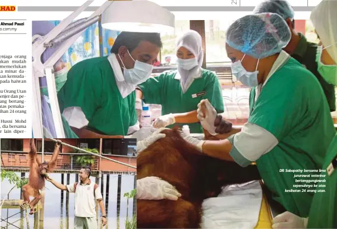  ??  ?? PEGAWAI Renjer, Abdul Azizi melayan kerenah orang utan. DR Sabapathy bersama lima jururawat veterinar bertanggun­gjawab sepenuhnya ke atas kesihatan 24 orang utan.