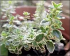  ??  ?? Thyme is an easy, drought-tolerant plant, and some varieties are variegated.