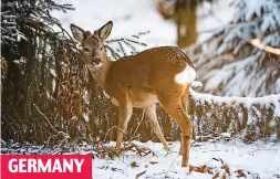  ??  ?? Foraging for food: A young deer in Wentorf bei Hamburg GERMANY