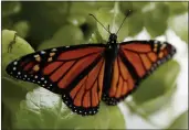  ?? CAROLYN KASTER — THE ASSOCIATED PRESS FILE ?? A fresh monarch butterfly rests on a Swedish Ivy plant soon after emerging in Washington.