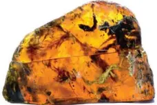  ?? LIDA XING ?? Scientists say a chick fell into a pool of resin, which fossilized into amber.