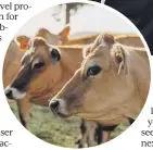  ?? ?? Public private joint venture AgriZeroNZ is investing in vaccines to reduce emission production in livestock.
