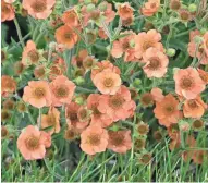  ?? WALTER’S GARDENS ?? Totally Tangerine geum’s tangerine-orange flowers bloom on tall, strong flower stems above a mound of fuzzy foliage. These plants are winter-hardy and vigorous.