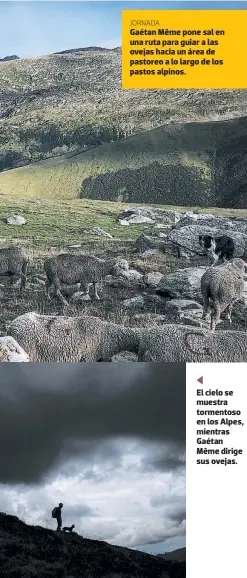  ??  ?? JORNADA Gaétan Même pone sal en una ruta para guiar a las ovejas hacia un área de pastoreo a lo largo de los pastos alpinos. El cielo se muestra tormentoso en los Alpes, mientras Gaétan Même dirige sus ovejas.
