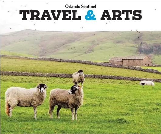  ?? DAVE HAGE/MINNEAPOLI­S STAR TRIBUNE PHOTOS ?? Yorkshire sheep are your constant companions in the Dales — and sometimes your only companions.