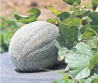  ?? [PHOTOS PROVIDED BY OSU EXTENSION] ?? A sweet fragrance is obvious when smelling the rind of a ripe cantaloupe.