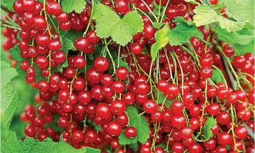  ??  ?? Fine harvest: Flavourful redcurrant­s can be grown as bushes or trained on a fence