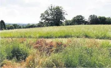  ??  ?? Meadow near Oakhurst Rise, Charlton Kings