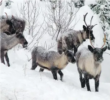  ?? — AP FILES ?? Efforts to protect the endangered southern Selkirk caribou herd, which primarily resides in northern Washington and Idaho, include building a maternal pen in B.C.’s West Kootenay region where cows can give birth safely.
