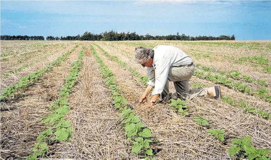  ??  ?? En directa. Un lote de girasol naciendo sobre un rastrojo. Una tecnología que debe ir acompañada bajo un sistema de buenas prácticas agrícolas.