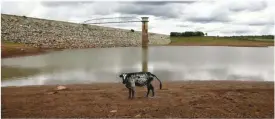  ??  ?? A cow stands on caked mud before a small patch of water at a dam as the region experience­s a prolonged drought