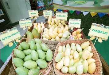  ?? PNA photo ?? MANGO VARIETIES. Different varieties of Philippine mangoes are being sold at the Department of Agricultur­e (DA) central office in Quezon City as part of the launching of the Metro Marketing Program for Philippine mangoes on Monday (June 10, 2019). DA Secretary Emmanuel F. Piñol said a workshop will be conducted next week for mango growers and producers to address issues such as lowering the minimum residue level, lessening of production cost, and better techniques in mango production. -
