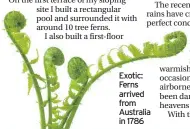  ??  ?? Exotic: Ferns arrived from Australia in 1786