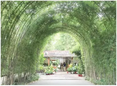  ?? ?? ENTRANCE to Cafe Agapita, a cafe with a garden.