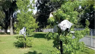  ??  ?? «Disordine» al parco Il vicesindac­o Sergio Gandi parla di «disordine» alla Malpensata. Il deputato leghista Alberto Ribolla invia foto di «disordine» al parco del quartiere: qualcuno usa gli alberi come improbabil­i stendibian­cheria