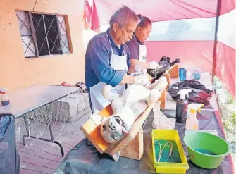  ?? CORTESÍA: MARIBEL ALVARADO ?? Las mascotas deben ser llevadas a consultas periódicas con el veterinari­o