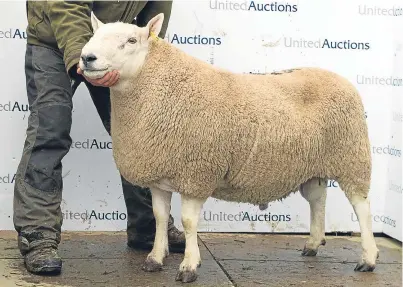  ??  ?? This two-shear ram from the Suisgill flock took the top price of £13,000.