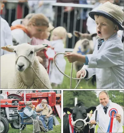  ?? PICTURES: GARY LONGBOTTOM ?? COUNTRY CELEBRATIO­N: William Thompson, three, from Rievaulx, with a Leyn lamb in the pet lamb young handler class; showgoers enjoying an ice cream; Dylan Townend from Broughton with Clifftown Ladyluck, a British Blue Heffer, the supreme champion beef...