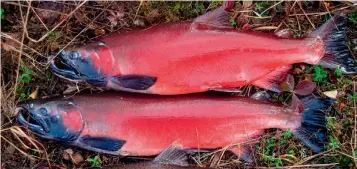  ??  ?? Above: Coho salmon