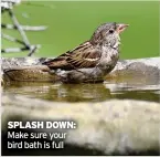  ??  ?? SPLASH DOWN: Make sure your bird bath is full