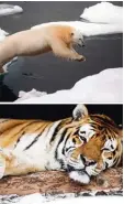  ?? Foto: dpa ?? Der Eisbär und der sibirische Tiger gehö ren zu den bedrohten Arten.