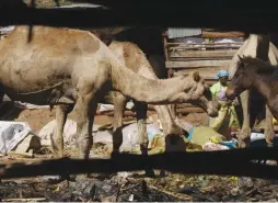  ?? (Kagondu Njagi/TRF/Reuters) ?? STEPHEN KARIUKI’S camel herd digs into the morning helpings of fruit and vegetable waste thrown away by traders at the Githurai market on the fringes of Kenya’s capital, Nairobi, this week.