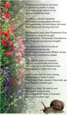  ??  ?? There lived a Snail in Camelot In good King Arthur’s days, And everybody talked of his Accommodat­ing ways. No fierce unlawful appetite For choice young plants bet him, And gardeners up and down the land Were proud of having met him. His favourite dish...