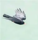  ??  ?? ● A chough