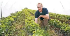  ?? FOTO: D. STANIEK ?? Landwirt Andreas Schmitz zeigt die Erdbeerpfl­anzen in einem der Folientunn­el. Die ersten Früchte sollen bis Anfang Mai reif sein.