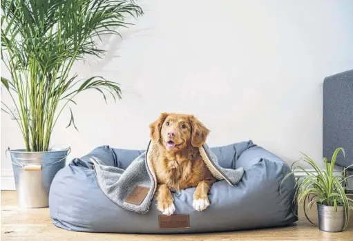  ?? UNSPLASH ?? Dog beds, especially large ones, can sometimes be hard to work into the aesthetic of your household’s common living areas.