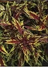  ??  ?? Coleus FlameThrow­er Chipotle