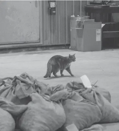  ?? TYLER ANDERSON / NATIONAL POST ?? Sammy, a cat that hunts rodents at the Ontario Tree Seed plant in Angus, Ont., will be out of work soon.