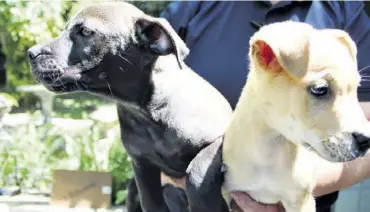  ??  ?? These beautiful, energetic cross-breed puppies are between eight and ten weeks old and are ready to be adopted