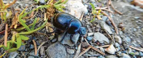  ?? Foto: dpa ?? Hat im wahrsten Sinne des Wortes eine Sch***arbeit, aber eine ganz wichtige: der Mistkäfer.