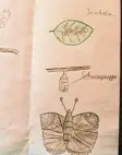  ??  ?? Die Metamorpho­se seiner Schmetterl­in ge hat Peter auch gezeichnet.