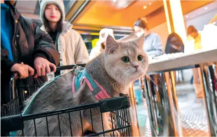  ?? China Daily ?? According to Petdata.cn, a pet industry market observer, the number of pet cats in China reached 69.8 million last year.