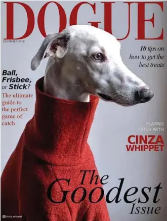 Moda de mascotas Cachorros posan para portadas de revista Dogue -  PressReader