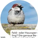  ?? BILD: SN/PXHERE.COM ?? Feld- oder Haussperli­ng? Die genaue Bestimmung ist nicht immer leicht. Lösung im Text.