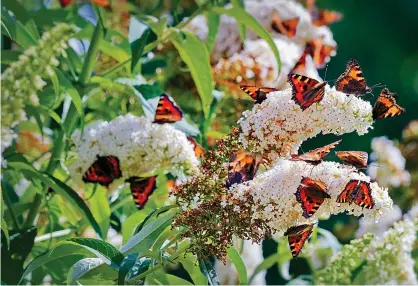  ?? Pictures: GETTY ?? NATURE’S DELIGHT: Tortoisesh­ell butterflie­s gather on a white buddleja bush and, below, Winchester Castle