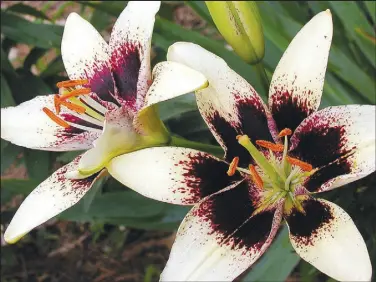  ?? Photo by Bill Murray ?? “Cappuccino” Tango lily (Asiatic hybrid).