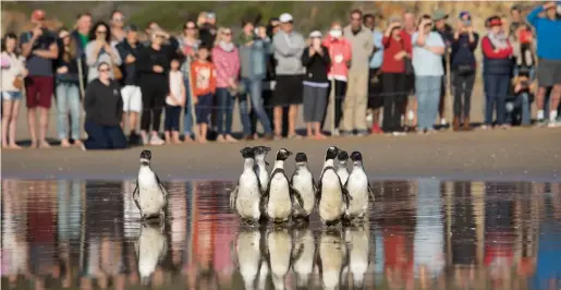  ?? Photo: Ewald Stander ?? Plettenber­g Bay residents can now help save rescued penguins by donating money for feeding these birds in rehab.