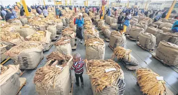  ??  ?? A child is seen at the Tobacco Sales Floor in Harare, Zimbabwe.