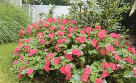  ?? JESSICA DAMIANO/AP PHOTOS ?? A border of Beacon Pink Lipstick impatiens thrives. The plants carry the late-summer garden as hardy perennials begin to fade.