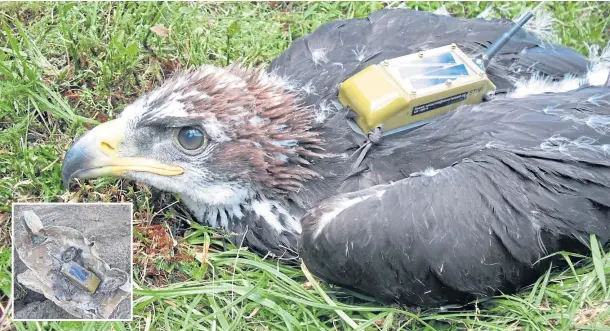  ?? ?? UNDER THREAT: The tag of a golden eagle, inset, was found wrapped in lead sheeting beside a river.