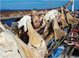  ??  ?? Sasad sight: Shark and raray heads hanging on
the top deck of the
Rian Hidaya.