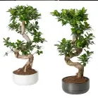  ??  ?? FOGLIE VERSIONE MINI IL FICUS È IL BONSAI PIÙ COMUNE ACQUISTABI­LE DA IKEA. È CARATTERIZ­ZATO DA UNA CRESCITA LENTA E NECESSITA DI UNA MODERATA ANNAFFIATU­RA. www.ikea.com