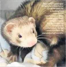  ??  ?? Bear is a gorgeous guy looking for a new home to call his own. He is looking for a new owner experience­d in ferret husbandry and will require regular human contact to continue his socialisat­ion. He has been homeless for one-and-a-half months.