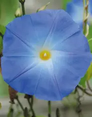  ??  ?? Morning glory is a tropical creeper that needs sunshine and warmth to thrive